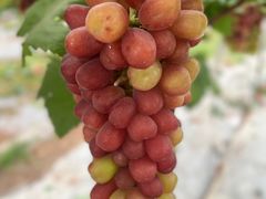 -金谷域澳洲庄园