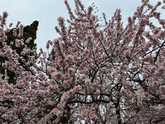 -桃花堤公园