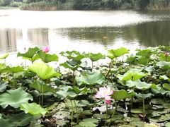 -新江湾城公园