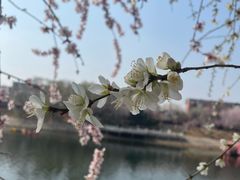 -桃花堤公园