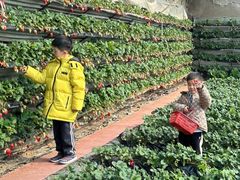 -大自然农场蔬菜草莓采摘园