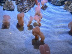 -瑞普利水族馆