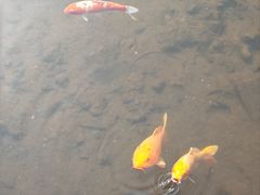 -滕州微山湖红荷湿地景区