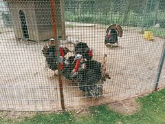 -前小桔亲子创意农场·草莓采摘·露营烧烤