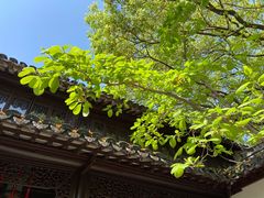 -上海醉白池公园