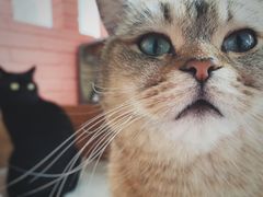 -喵屿·大理花园猫咖