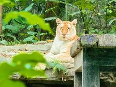 -广州长隆野生动物世界