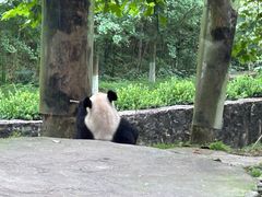 -都江堰中华大熊猫苑