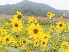 -径山花海