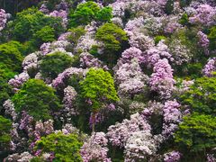-梧桐山风景名胜区