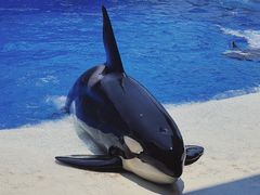 -上海海昌海洋公园