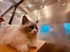 -有喵·猫咖·狗咖·30几只猫10只小狗(岗厦店)
