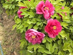 -洛阳市隋唐城遗址植物园