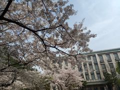 -武汉大学-樱园
