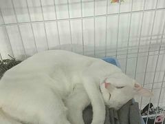 -宠物之家Pets Home 宠物寄养酒店