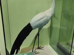 -盐城丹顶鹤湿地生态旅游区