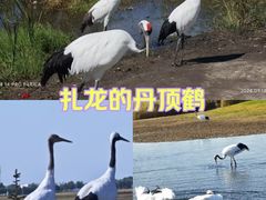 -黑龙江扎龙生态旅游区