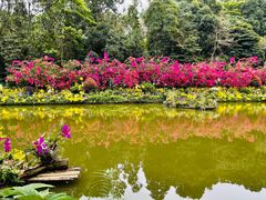 -深圳仙湖植物园
