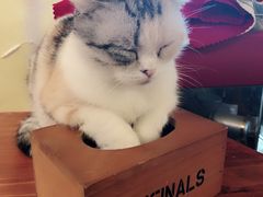 -猫色咖啡·猫咖