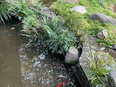 -乐领拈花溪·林涧食韵
