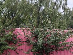 -长白岛森林公园