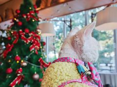 -翠贝卡&Mama Kelly Brunch Coffee(河西店)