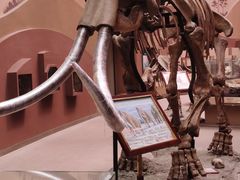 -陕西自然博物馆