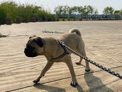 -绿堤公园