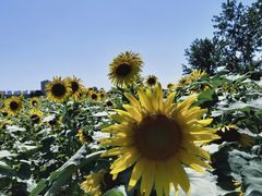 -汉长安城未央宫国家考古遗址公园