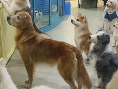 -共舞时光猫咖·狗咖(新街口店)
