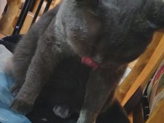 -more than meow吴止猫主题餐厅(承德 中船汇店)