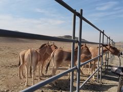 -新疆天山野生动物园