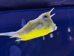 -上海海洋水族馆