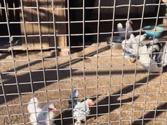 -北京市海淀外国语实验学校