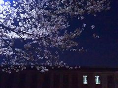 -武汉大学-樱园