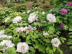 -洛阳市隋唐城遗址植物园
