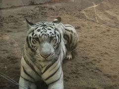 -清迈夜间动物园