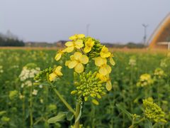 -中国天府农业博览园