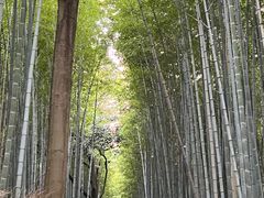 -天龙寺