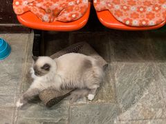 -猫咪博物馆(顶澳仔猫街店)