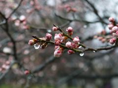 -梅花山(明孝陵内)