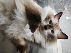 -怪兽屋·羊驼·猫咖·狗咖(俊华广场店)
