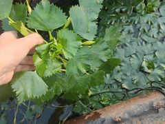 -西湖船菜(湖滨·碧水山庄店)