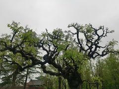 -曲阜师范大学(曲阜校区)