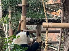 -灵玲国际马戏城