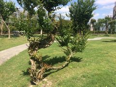 -南通洲际绿博园