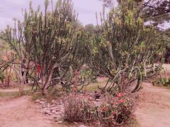 -中国科学院西双版纳热带植物园