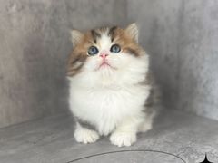 -小猫来了·猫舍(红山六九七九店)