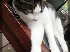 性格随和的喵星人-有才叔的小馆(招商依云曲江店)