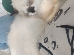 -喵喵咪呀布偶猫咖(春熙路店)